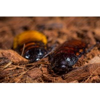 Cucaracha gigante de madagascar - gromphadorhina portentosa